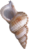 shell